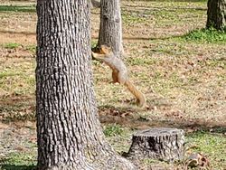 Bahaya Lihat Foto Ini Sekilas, Bikin Mata Tertipu