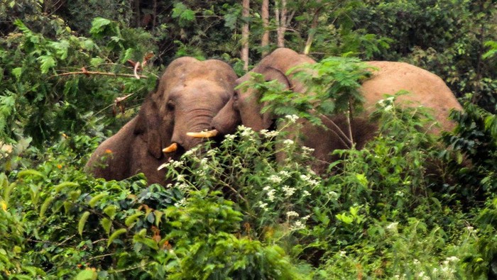 Warga melihat gajah liar yang memasuki perkebunan kopi warga KM 37 Jabal Antara, Kecamatan Nisam Antara, Aceh Utara, Aceh, Minggu (3/7/2022). Menurut keterangan warga setempat sebanyak 30 ekor gajah liar memasuki kawasan wisata gunung salak dan permukiman warga serta merusak tanaman kopi dan rumah kebun. ANTARA FOTO/Rahmad/foc.