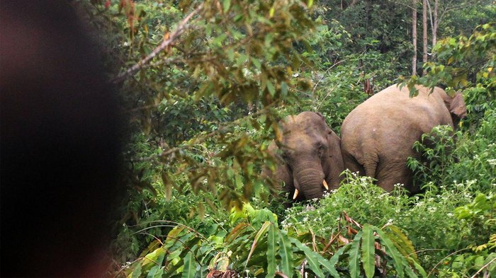 Warga melihat gajah liar yang memasuki perkebunan kopi warga KM 37 Jabal Antara, Kecamatan Nisam Antara, Aceh Utara, Aceh, Minggu (3/7/2022). Menurut keterangan warga setempat sebanyak 30 ekor gajah liar memasuki kawasan wisata gunung salak dan permukiman warga serta merusak tanaman kopi dan rumah kebun. ANTARA FOTO/Rahmad/foc.