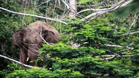Gajah liar memasuki perkebunan kopi warga di KM 37 Jabal Antara, Kecamatan Nisam Antara, Aceh Utara, Aceh, Minggu (3/7/2022).