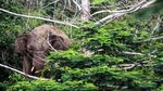 Gajah Liar Masuk Perkebunan Warga di Aceh