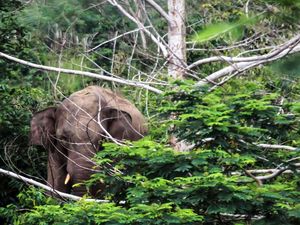 Petani di Lampung Timur Tewas Diserang Gajah Liar