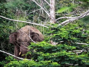 Gajah Liar Ngamuk Serang Warga di Pelalawan, Korban Dilarikan ke RS