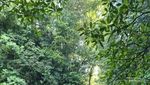 Hidden Gem Glamping di Bali, Pelaga Eco Park