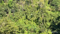Glamping dengan balkon pemandangan hutan yang hijau