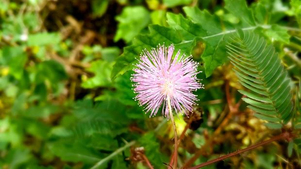 Ilustrasi putri malu