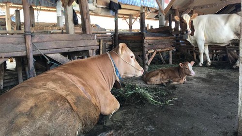 Kondisi kandang sapi di Desa Taman Ayu Kecamatan Gerung Lombok Barat, NTB, Senin (4/7/2022).