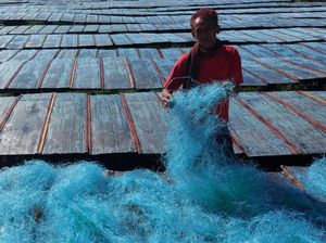Melihat Pembuatan Mie Soun Hijau di Banyumas