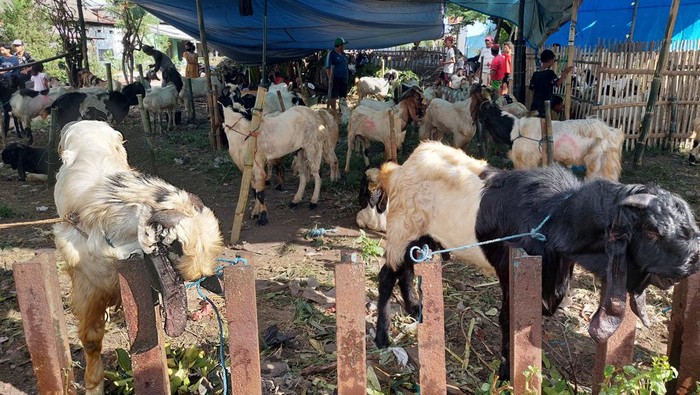 penjualan kambing di surabaya