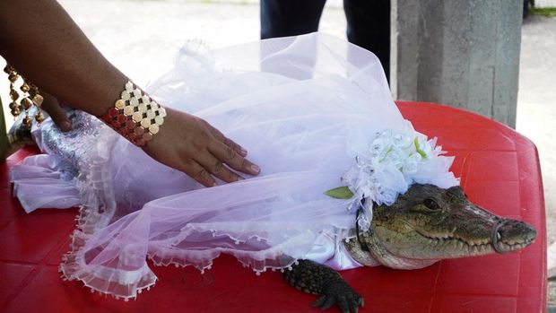 Seorang wanita menyentuh buaya berusia tujuh tahun yang berpakaian sebagai pengantin untuk pernikahan ritual tradisional, antara Walikota San Pedro Huamelula Victor Hugo Sosa dan reptil yang menggambarkan seorang putri, sebagai doa untuk memohon karunia alam , di San Pedro Huamelula, di negara bagian Oaxaca, Meksiko, Kamis (30/6/2022). (REUTERS/Jose de Jesus Cortes)