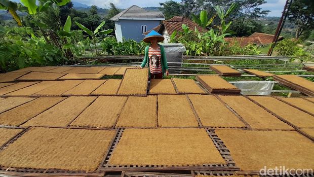 Petani dan pengolah tembakau Desa Sukasari, Kabupaten Sumedang tengah menjemur tembakau setelah melalui proses rajang, Senin (4/7/2022). Baik buruknya kualitas tembakau ditentukan dalam proses penjemuran satu hari itu.