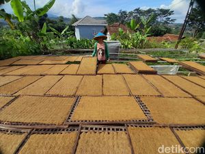 Enam Fakta Desa Pengolah Tembakau di Sumedang