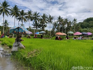 Petani di Bone Keluhkan Pupuk Subsidi Langka, Stok Kurang 480.274 Ton