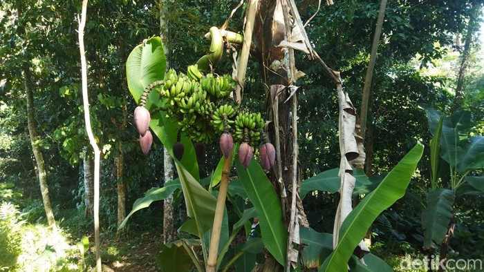 Pohon pisang berjantung 7 di Pandeglang