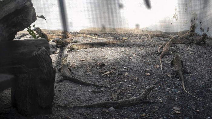 Potret Puluhan Komodo Menetas di Kebun Binatang Surabaya A zookeeper holds a four-month-old juvenile Komodo dragon, hatched in captivity as part of a breeding programme for the endangered lizard, at the Surabaya Zoo in Surabaya, East Java province on June 27, 2022. (Photo by Juni Kriswanto / AFP) (Photo by JUNI KRISWANTO/AFP via Getty Images)