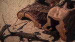 Puluhan Bayi Komodo Menetas di Kebun Binatang Surabaya, Ini Fotonya