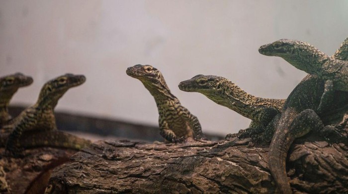 A zookeeper holds a four-month-old juvenile Komodo dragon, hatched in captivity as part of a breeding programme for the endangered lizard, at the Surabaya Zoo in Surabaya, East Java province on June 27, 2022. (Photo by Juni Kriswanto / AFP) (Photo by JUNI KRISWANTO/AFP via Getty Images)