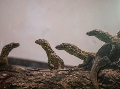 Puluhan Bayi Komodo Menetas di Kebun Binatang Surabaya, Ini Fotonya