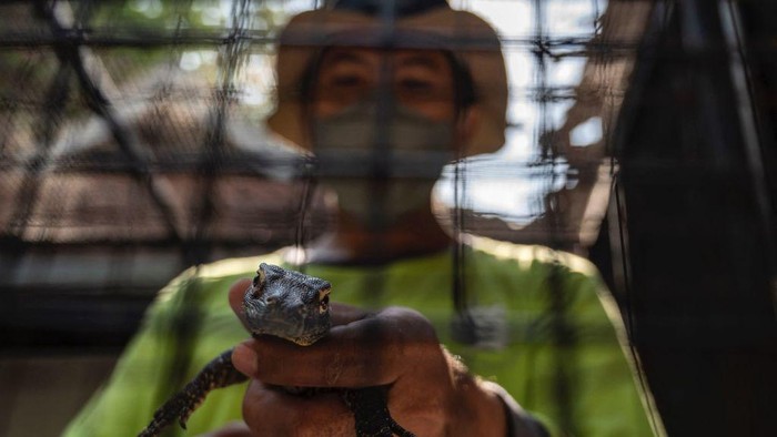 Potret Puluhan Komodo Menetas di Kebun Binatang Surabaya A zookeeper holds a four-month-old juvenile Komodo dragon, hatched in captivity as part of a breeding programme for the endangered lizard, at the Surabaya Zoo in Surabaya, East Java province on June 27, 2022. (Photo by Juni Kriswanto / AFP) (Photo by JUNI KRISWANTO/AFP via Getty Images)