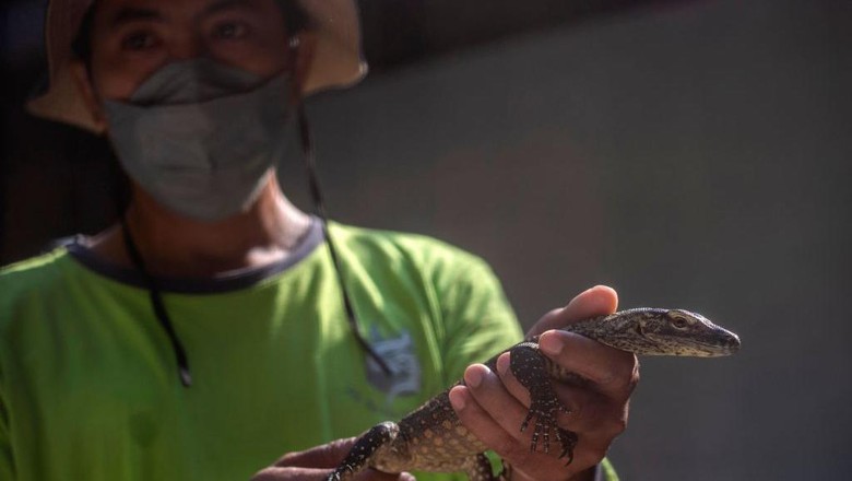 Potret Puluhan Komodo Menetas di Kebun Binatang Surabaya A zookeeper holds a four-month-old juvenile Komodo dragon, hatched in captivity as part of a breeding programme for the endangered lizard, at the Surabaya Zoo in Surabaya, East Java province on June 27, 2022. (Photo by Juni Kriswanto / AFP) (Photo by JUNI KRISWANTO/AFP via Getty Images)