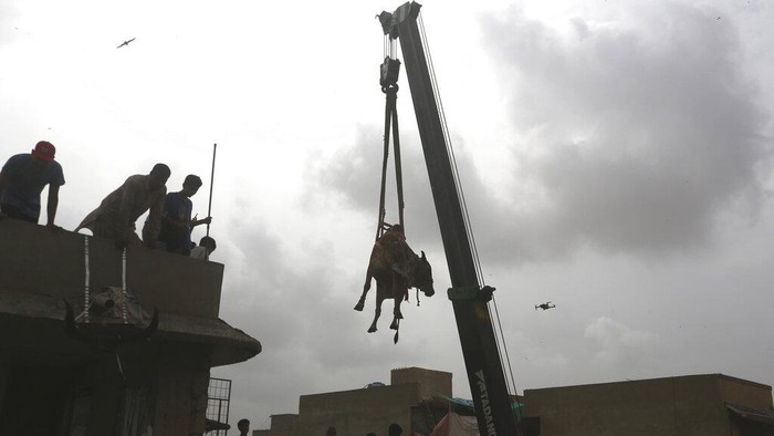Photographers take photos as a bull is brought down from the rooftop of a three-story house where it was raised to be sold for the upcoming Muslim Eid al-Adha or Feast of Sacrifice holiday, in Karachi, Pakistan, Sunday, July 3, 2022. Eid al-Adha is the most important Islamic holiday, which begins later this month, marks the willingness of the Prophet Ibrahim, Abraham to Christians and Jews, to sacrifice his son. During the holiday, which in most places lasts four days, Muslims slaughter sheep or cattle, distribute part of the meat to the poor. (AP Photo/Fareed Khan)