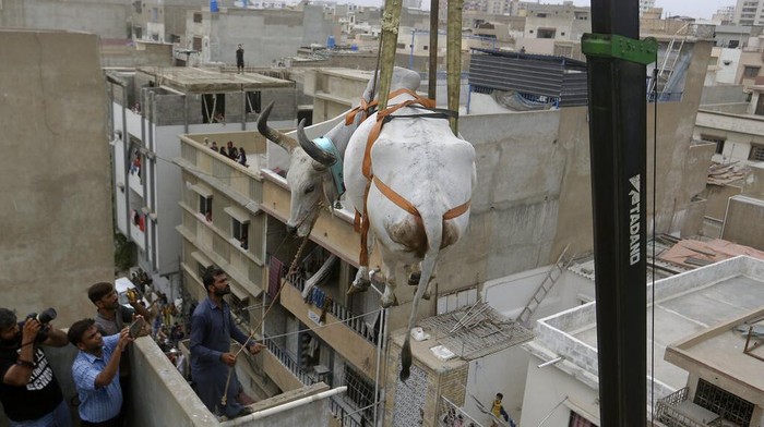 Sapi Kurban di Karachi Bergelantungan Pakai Alat Berat, Kok Bisa? Photographers take photos as a bull is brought down from the rooftop of a three-story house where it was raised to be sold for the upcoming Muslim Eid al-Adha or Feast of Sacrifice holiday, in Karachi, Pakistan, Sunday, July 3, 2022. Eid al-Adha is the most important Islamic holiday, which begins later this month, marks the willingness of the Prophet Ibrahim, Abraham to Christians and Jews, to sacrifice his son. During the holiday, which in most places lasts four days, Muslims slaughter sheep or cattle, distribute part of the meat to the poor. (AP Photo/Fareed Khan)