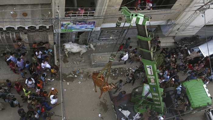 Sapi Kurban di Karachi Bergelantungan Pakai Alat Berat, Kok Bisa? Photographers take photos as a bull is brought down from the rooftop of a three-story house where it was raised to be sold for the upcoming Muslim Eid al-Adha or Feast of Sacrifice holiday, in Karachi, Pakistan, Sunday, July 3, 2022. Eid al-Adha is the most important Islamic holiday, which begins later this month, marks the willingness of the Prophet Ibrahim, Abraham to Christians and Jews, to sacrifice his son. During the holiday, which in most places lasts four days, Muslims slaughter sheep or cattle, distribute part of the meat to the poor. (AP Photo/Fareed Khan)
