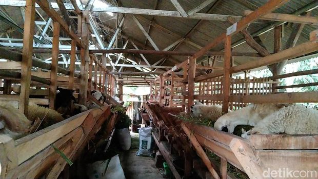 Suasana di Kampung Domba Majalengka