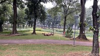 Area bersantai Tebet Eco Park yang seminggu sebelum penutupan baru ditutupi oleh rumput baru. Kini spot itu terlihat menghijau kembali.