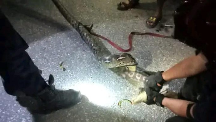 Ular piton 4 meter di Palopo masuk ke rumah warga dievakuasi petugas Damkar (Dok. Istimewa).