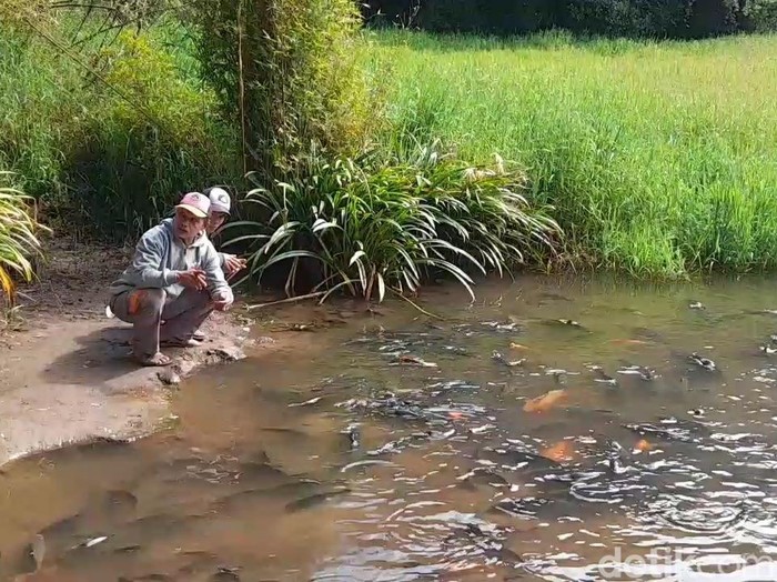 Wisatawan bermain dengan ikan jinak di Telaga Renjeng, Brebes.