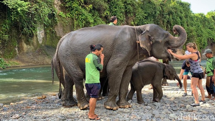 Wisatawan memandikan gajah di Tangkahan, Sumut.