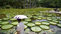 Sensasi duduk di atas daun ini tentu saja mengundang banyak wisatawan untuk berkunjung. Iklim subtropis membuat cuacanya sangat nyaman untuk berlibur.