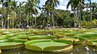 Tapi hanya anak-anak saja lho yang bisa duduk di daun raksasa ini.