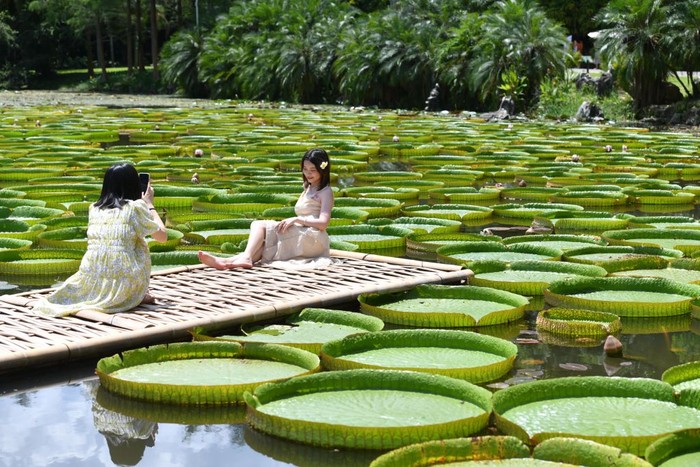 XISHUANGBANNA, CHINA - JULY 03: Tourists pose for photos with Giant Water Lily (Victoria amazonica) leaves at Xishuangbanna Tropical Botanical Garden of Chinese Academy of Sciences on July 3, 2022 in Xishuangbanna Dai Autonomous Prefecture, Yunnan Province of China. (Photo by Liu Ranyang/China News Service via Getty Images)