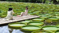 Disekitar kolam terdapat sebuah dermaga kecil yang terbuat dari bambu untuk pengunjung.  