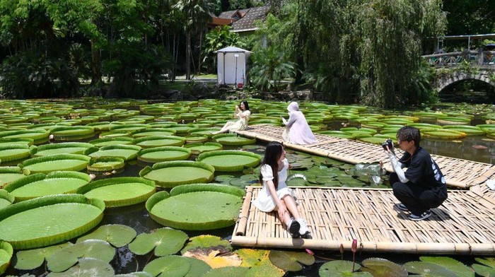 1406658577 XISHUANGBANNA, CHINA - JULY 03: Tourists pose for photos with Giant Water Lily (Victoria amazonica) leaves at Xishuangbanna Tropical Botanical Garden of Chinese Academy of Sciences on July 3, 2022 in Xishuangbanna Dai Autonomous Prefecture, Yunnan Province of China. (Photo by Liu Ranyang/China News Service via Getty Images)