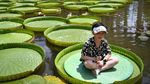 Yuk, Cobain Sensasi Duduk di Bunga Teratai Raksasa China