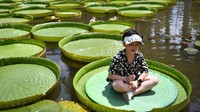Seorang anak terlihat duduk di atas daun bunga teratai (Victoria Amazonica) di Kebun Raya Xishuangbanna di Yunnan, China, Minggu (3/7/2022). Kebun raya ini nun jauh di selatanIbu Kota Beijing, sekitar 6 perjalanan menggunakan pesawat udara. Yunnan berbatasan dengan Laos dan Vietnam.