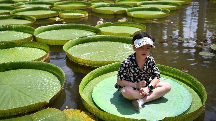 XISHUANGBANNA, CHINA - JULY 03: Tourists pose for photos with Giant Water Lily (Victoria amazonica) leaves at Xishuangbanna Tropical Botanical Garden of Chinese Academy of Sciences on July 3, 2022 in Xishuangbanna Dai Autonomous Prefecture, Yunnan Province of China. (Photo by Liu Ranyang/China News Service via Getty Images)