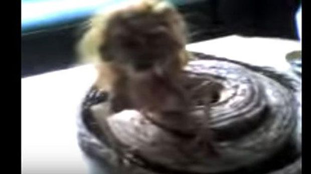 Video anak durhaka yang dikutuk jadi ikan pari atau anjing setengah monyet sempat viral di tahun 2000-an. Ini video lainnya yang juga pernah viral.