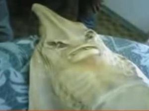 4 Video Anak Durhaka yang Pernah Viral di 2000-an, Iya Ada Ikan Pari
