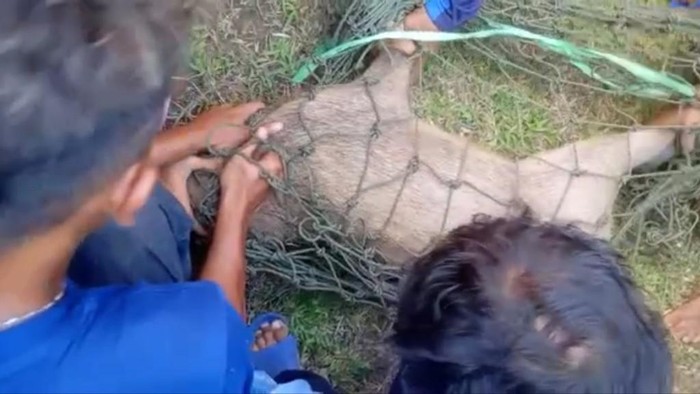 Babi yang ditangkap usai masuk ke warung di Ciamis.