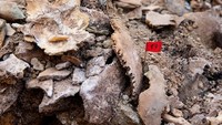 Melansir Getty Images, kuburan massal itu menjadi tempat dimakamkannya 150 warga sipil di kawasan Belchite (Zaragoza) dua hari setelah pecahnya Perang Saudara Spanyol pada tahun 1930-an silam.