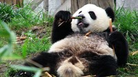 Panda menggemaskan ini tentunya punya cara bersantai yang seru. Salah satunya dengan ngemil dan makan sayuran yang banyak. Foto: Pool/Site News