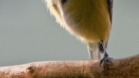 Dengan pose cantik dan elegan, burung yang satu ini terlihat tengah memegang buah yang sudah dipotong. Dilihat dari ekspresinya, burung yang satu ini nampaknya tengah memperhatikan makanannya. Foto: Pool/Site News
