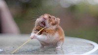 Hamster selain imut dan menggemaskan, dikenal sebagai hewan yang suka makan. Ini pose salah satu hamster imut, saat sedang makan spaghetti yang belum matang.  Foto: Pool/Site News