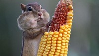 Chipmunk atau bajing tanah, ternyata doyan makan jagung. Sambil melihat pemandangan alam, chipmunk yang satu ini terlihat sangat menikmati hidangan jagungnya. Foto: Pool/Site News