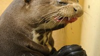  Otter atau berang-berang, merupakan hewan yang dapat hidup di air dan darat. Mereka juga suka makan buah-buahan. Salah satunya berang-berang ini, yang terlihat asyik tengah makan buah semangka. Tapi ekspresinya kenapa sedih ya? Foto: Pool/Site News