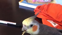 Siapa bilang hidangan ramen hanya disukai manusia saja? Burung cantik yang satu ini, diam-diam asyik menikmati ramen dari mangkuk besar yang berada di sampingnya. Foto: Pool/Site News